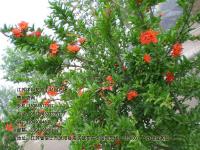 石榴树_花石榴_价格_图片_产地基地