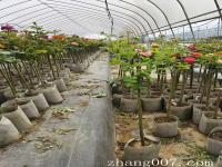 棒棒糖月季树_价格_批发_基地_图片_种植养护